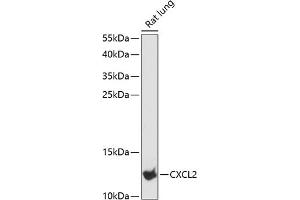 Western blot analysis of extracts of rat lung, using CXCL2 antibody (ABIN6130154, ABIN6139275, ABIN6139276 and ABIN6216344) at 1:3000 dilution. (CXCL2 抗体  (AA 1-107))