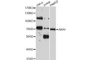 Western blot analysis of extracts of various cell lines, using ARAF antibody (ABIN4902938) at 1:1000 dilution. (ARAF 抗体)