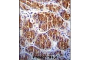 Cdc14 Antibody (ABIN652436 and ABIN2842275) immunohistochemistry analysis in formalin fixed and paraffin embedded human stomach tissue followed by peroxidase conjugation of the secondary antibody and DAB staining.