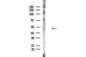 anti-Checkpoint Kinase 1 (CHEK1) (pSer296) antibody