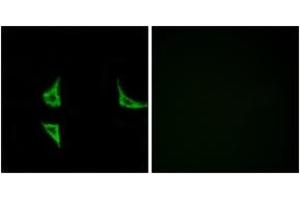 Immunofluorescence analysis of COS7 cells, using CaMK2 (Phospho-Thr286) Antibody. (CAMK2B 抗体  (pThr286))