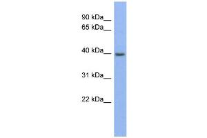 WB Suggested Anti-PANX3 Antibody Titration:  0. (Pannexin 3 抗体  (Middle Region))