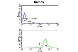 EIF2A Antibody (Center) (ABIN653474 and ABIN2842895) flow cytometry analysis of Ramos cells (bottom histogram) compared to a negative control cell (top histogram). (EIF2A 抗体  (AA 437-465))