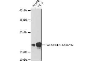 Western blot analysis of extracts of various cell lines, using TWEAKR/Fn14/CD266 Rabbit mAb (ABIN7271064) at 1:500 dilution. (TNFRSF12A 抗体)