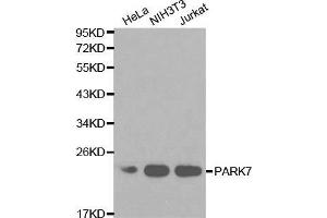 Western blot analysis of extracts of various cell lines, using PARK7 antibody. (PARK7/DJ1 抗体  (AA 1-189))
