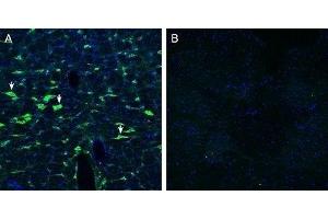 Expression of Calcitonin Receptor-Like Receptor in rat brain stem - Immunohistochemical staining of perfusion-fixed frozen rat brain sections with Anti-CRLR/CALCRL (extracellular) Antibody (ABIN7042979, ABIN7044198 and ABIN7044199), (1:200), followed by goat anti-rabbit-AlexaFluor-488. (CALCRL 抗体  (C-Term, Intracellular))