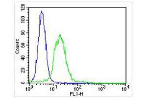 Overlay histogram showing U-2 OS cells stained with (ABIN6243592 and ABIN6578121) (green line). (ITGA7 抗体  (N-Term))