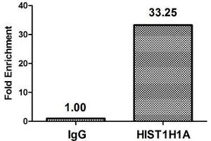 Chromatin Immunoprecipitation Hela (4*10 6 ) were treated with Micrococcal Nuclease, sonicated, and immunoprecipitated with 8 μg anti-HIST1H1A (nacHU) or a control normal rabbit IgG. (Histone H1.1 抗体)