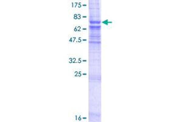 ZMPSTE24 Protein (AA 1-475) (GST tag)