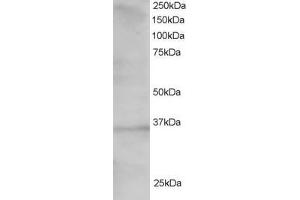 Western Blotting (WB) image for anti-Transcription Factor 19 (TCF19) (C-Term) antibody (ABIN2466242) (TCF19 抗体  (C-Term))