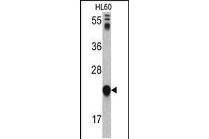 Western blot analysis of GLO1 antibody in HL60 cell line lysates (35ug/lane) (GLO1 抗体  (N-Term))