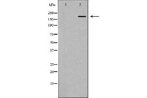 Western blot analysis of extracts of HEK-293, using HCFC1 antibody. (HCFC1 抗体  (N-Term))