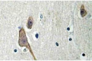 Immunohistochemistry (IHC) analyzes of 14-3-3 zeta antibody in paraffin-embedded human brain tissue. (14-3-3 zeta 抗体)