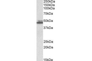 Western Blotting (WB) image for anti-SH3-Domain GRB2-Like 1 (SH3GL1) (Internal Region) antibody (ABIN2464515) (SH3GL1 抗体  (Internal Region))