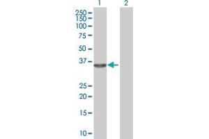Western Blot analysis of RNASEH1 expression in transfected 293T cell line by RNASEH1 MaxPab polyclonal antibody. (Ribonuclease H1 抗体  (AA 1-286))