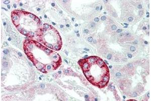 Human Kidney: Formalin-Fixed, Paraffin-Embedded (FFPE) (FUK 抗体  (AA 11-60))