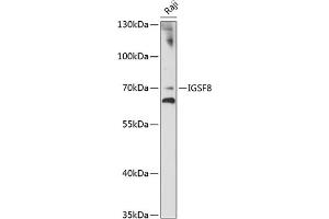 Western blot analysis of extracts of Raji cells, using IGSF8 antibody (ABIN7267851) at 1:1000 dilution. (IGSF8 抗体  (AA 28-350))