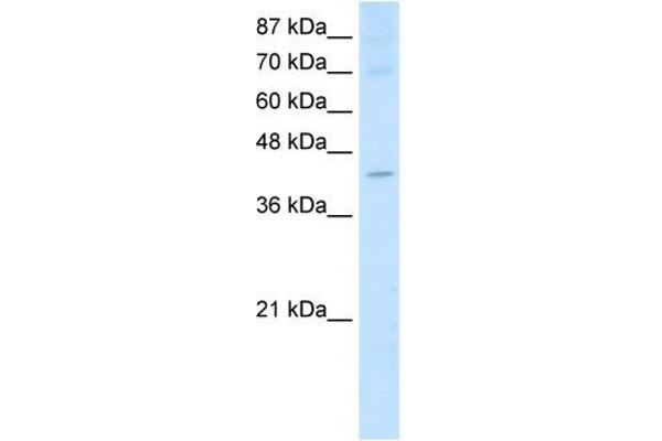 NXF5 anticorps  (Middle Region)
