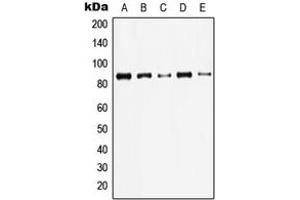 Western blot analysis of Gamma-catenin expression in HeLa (A), A431 (B), MDBK (C), NIH3T3 (D), rat brain (E) whole cell lysates. (JUP 抗体  (C-Term))