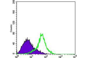 Flow cytometric analysis of Hela cells using Metadherin mouse mAb (green) and negative control (purple). (MTDH 抗体)