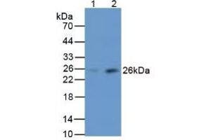 Rabbit Capture antibody from the kit in WB with Positive Control: Sample Lane1: Human Liver Tissue; Lane2: Human Serum. (MBL2 ELISA 试剂盒)
