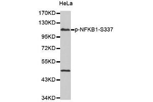 Western blot analysis of extracts of HeLa cells, using Phospho-NFKB1-S337 antibody (ABIN2987371). (NFKB1 抗体  (pSer337))