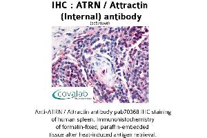 Image no. 1 for anti-Attractin (ATRN) (Internal Region) antibody (ABIN1732098) (Attractin 抗体  (Internal Region))