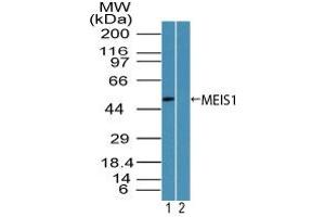 Image no. 1 for anti-Meis Homeobox 1 (MEIS1) (AA 170-220) antibody (ABIN960263) (MEIS1 抗体  (AA 170-220))