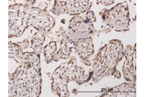 Immunoperoxidase of monoclonal antibody to TESK2 on formalin-fixed paraffin-embedded human placenta. (TESK2 抗体  (AA 405-542))