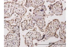 Immunoperoxidase of monoclonal antibody to TESK2 on formalin-fixed paraffin-embedded human placenta. (TESK2 抗体  (AA 405-542))