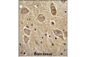UGT8 antibody (Center) (ABIN655577 and ABIN2845071) immunohistochemistry analysis in formalin fixed and paraffin embedded human brain tissue followed by peroxidase conjugation of the secondary antibody and DAB staining. (UGT8 抗体  (AA 366-393))