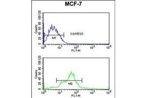 EBP1 Antibody (Center) (ABIN389363 and ABIN2839466) flow cytometric analysis of MCF-7 cells (bottom histogram) compared to a negative control cell (top histogram). (PA2G4 抗体  (AA 228-255))