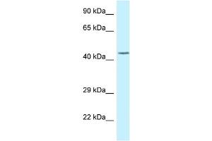WB Suggested Anti-DUSP9 Antibody Titration: 1. (DUSP9 抗体  (Middle Region))
