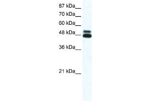 WB Suggested Anti-CHRNB2 Antibody Titration:  0. (CHRNB2 抗体  (N-Term))