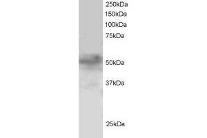 ABIN185047 staining (1µg/ml) of H460 lysate (RIPA buffer, 30µg total protein per lane). (FOXQ1 抗体  (N-Term))