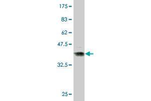 Western Blot detection against Immunogen (36. (CKM 抗体  (AA 282-381))