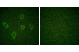 Peptide - +Immunofluorescence analysis of HuvEc cells, using Caspase 9 (Ab-125) antibody (Caspase 9 抗体)