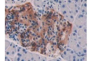 IHC-P analysis of Mouse Pancreas Tissue, with DAB staining. (BMP7 抗体  (AA 292-430))