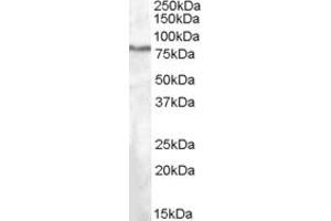 ABIN263220 (1µg/ml) staining of HepG2 lysate (35µg protein in RIPA buffer). (SEL1L 抗体  (Internal Region))