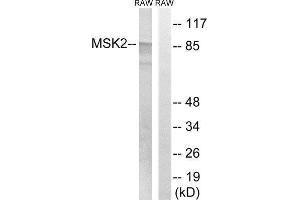 Western Blotting (WB) image for anti-Ribosomal Protein S6 Kinase A4 (RPS6KA4) (Thr568) antibody (ABIN1848240) (MSK2 抗体  (Thr568))
