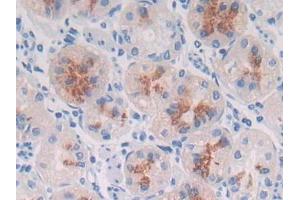 DAB staining on IHC-P; Samples: Human Stomach Tissue (MUC3B 抗体  (AA 836-931))