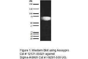 Western Blotting (WB) image for anti-Hemopexin (HPX) antibody (Biotin) (ABIN613185) (Hemopexin 抗体  (Biotin))