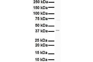 WB Suggested Anti-AGER antibody Titration: 1 ug/mL Sample Type: Human K562 (RAGE 抗体  (C-Term))