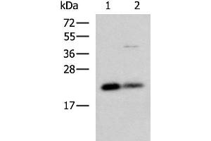 Western blot analysis of HepG2 and A549 cell lysates using CSRP2 Polyclonal Antibody at dilution of 1:900 (CSRP2 抗体)
