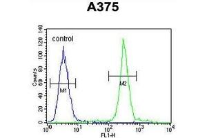 ARL8A Antibody (Center) flow cytometric analysis of A375 cells (right histogram) compared to a negative control cell (left histogram). (ARL8A 抗体  (Middle Region))
