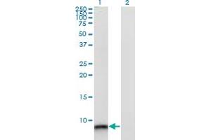 Western Blot analysis of S100A12 expression in transfected 293T cell line by S100A12 monoclonal antibody (M10A), clone 1F10. (S100A12 抗体  (AA 1-92))