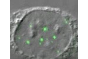 Image no. 1 for anti-DEAD (Asp-Glu-Ala-Asp) Box Polypeptide 20 (DDX20) (AA 368-548) antibody (ABIN108548) (DDX20 抗体  (AA 368-548))