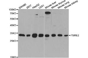 Western blot analysis of extracts of various cell lines, using PSME2 antibody (ABIN5973243) at 1/1000 dilution. (PSME2 抗体)