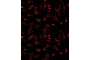 Immunofluorescence (IF) image for anti-Secretoglobin, Family 3A, Member 2 (SCGB3A2) (AA 1-93) antibody (ABIN6147429)