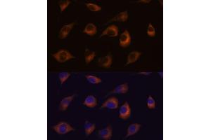 Immunofluorescence analysis of L929 cells using HSPB11 antibody (ABIN7267591) at dilution of 1:100. (HSPB11 抗体)